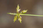 Illinois flatsedge